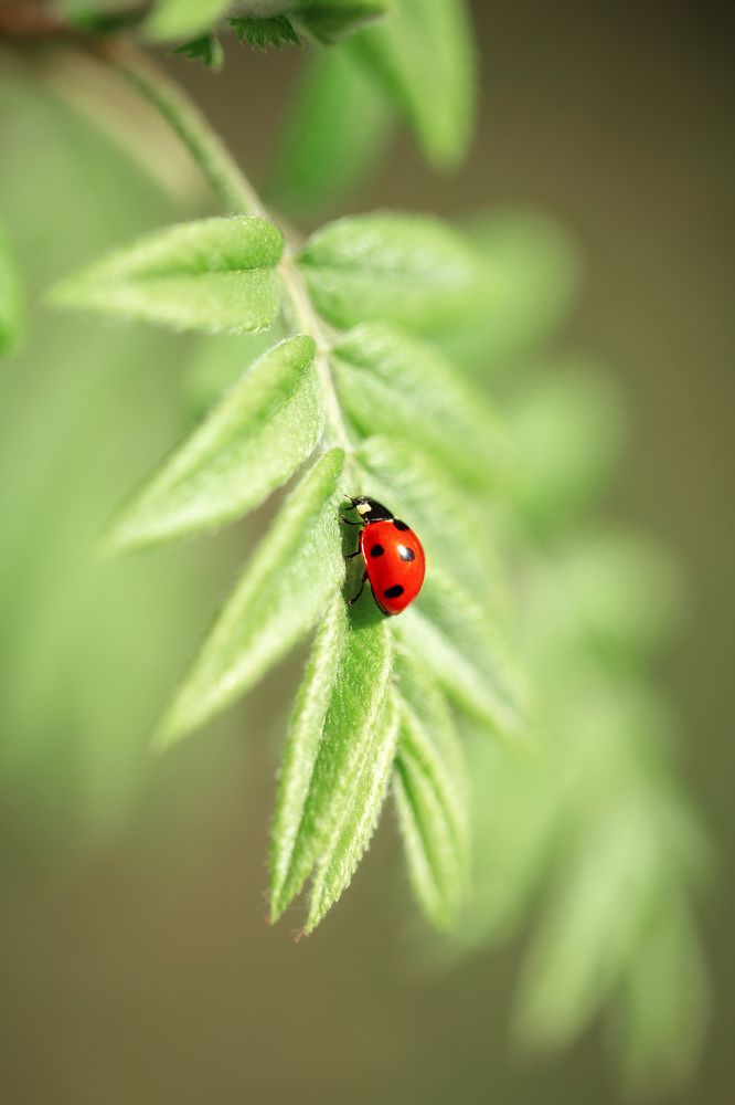 Photograph by Анастасия Петрова