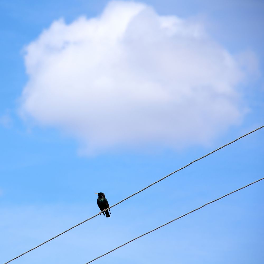 Dreaming of the clouds