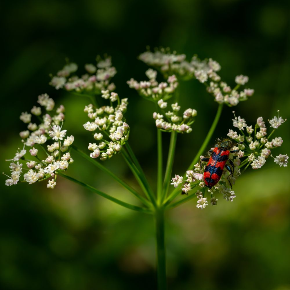 Photograph by Andrea Barlotti