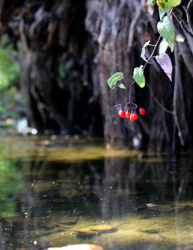 Photograph by Андрей Хитрун