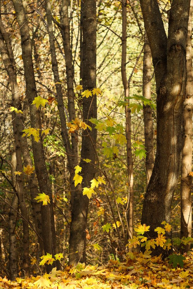 Photograph by Елена Квасова