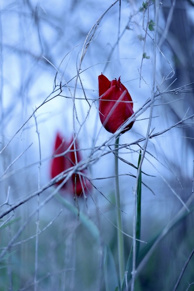 Photograph by Ольга Одаренко