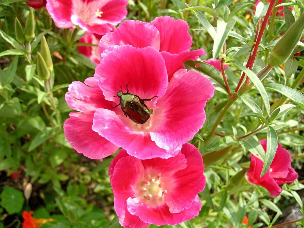 Зелененький