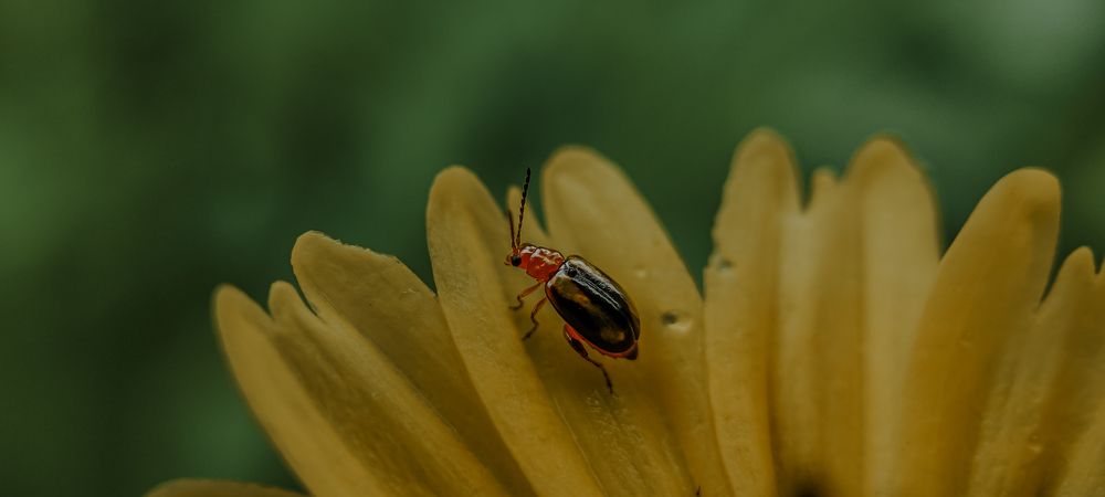Фотография автора Rajesh R Kurup