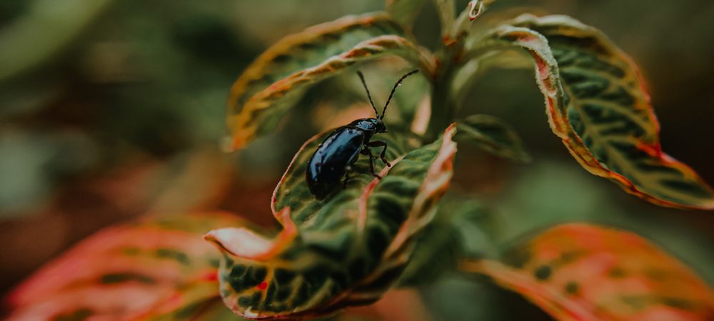 Фотография автора Rajesh R Kurup