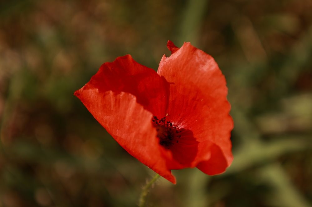 Photograph by Anna Mishina