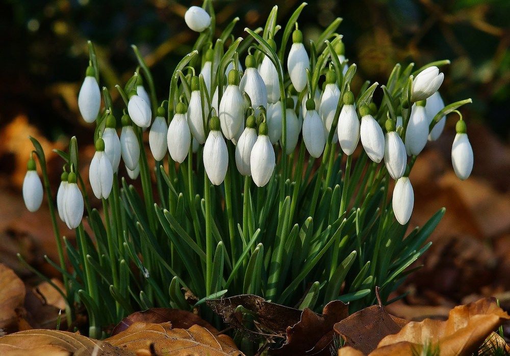 Подснежники.