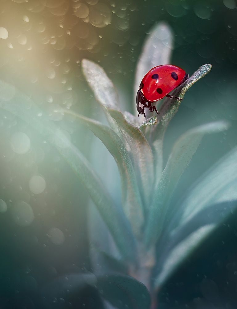 Photograph by Dana S.