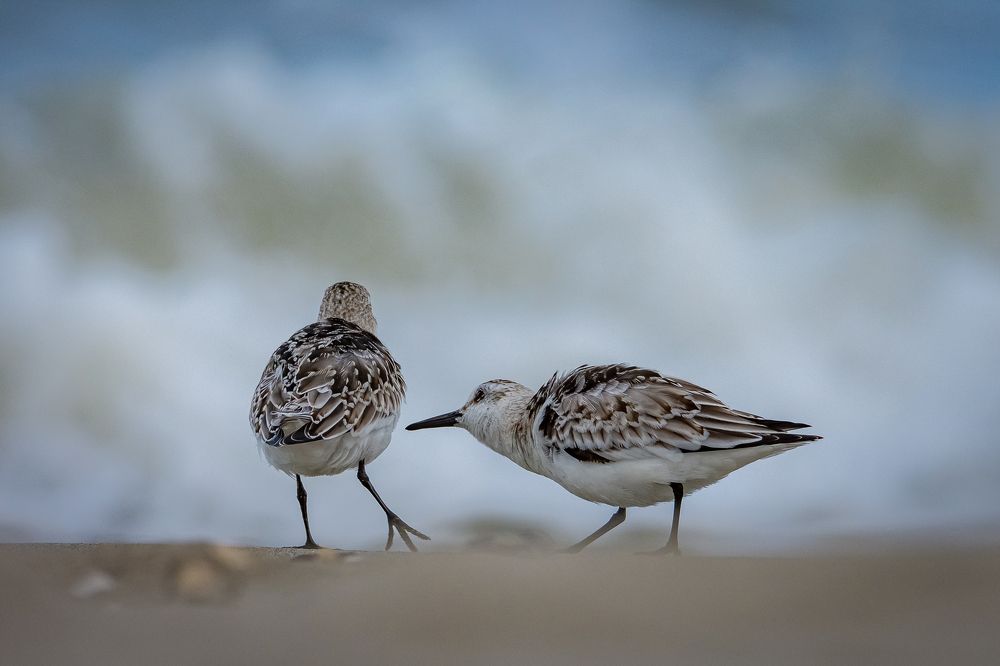 do you play with me?