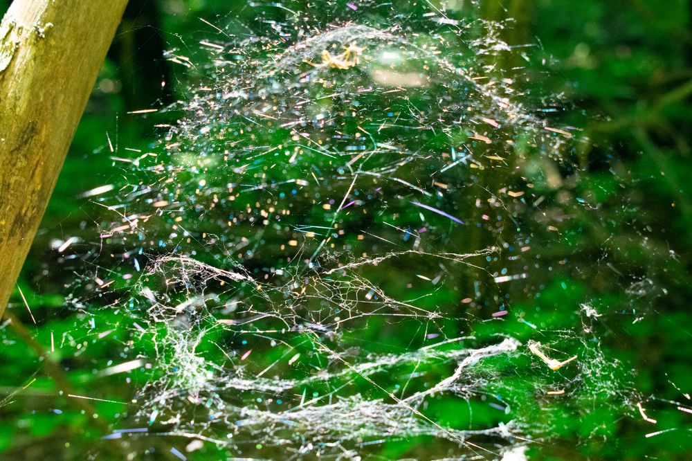 Шар из паутины на фоне зелени.