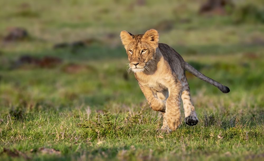 THE FASTEST CUB WINS