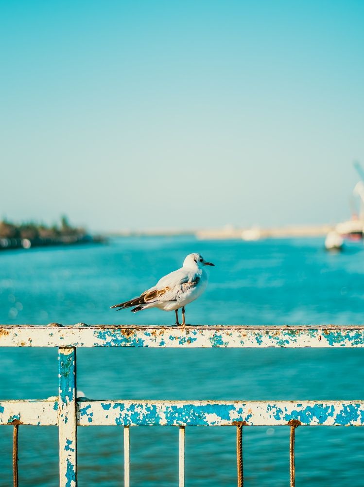 Photograph by Mohammad Mazareiy