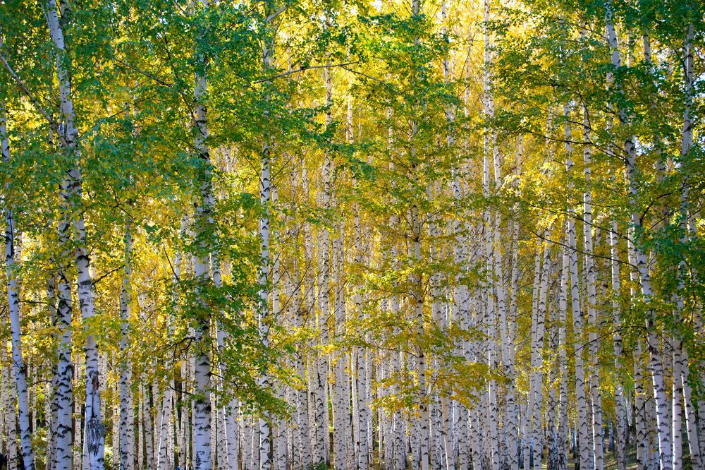 Photograph by Владимир Р