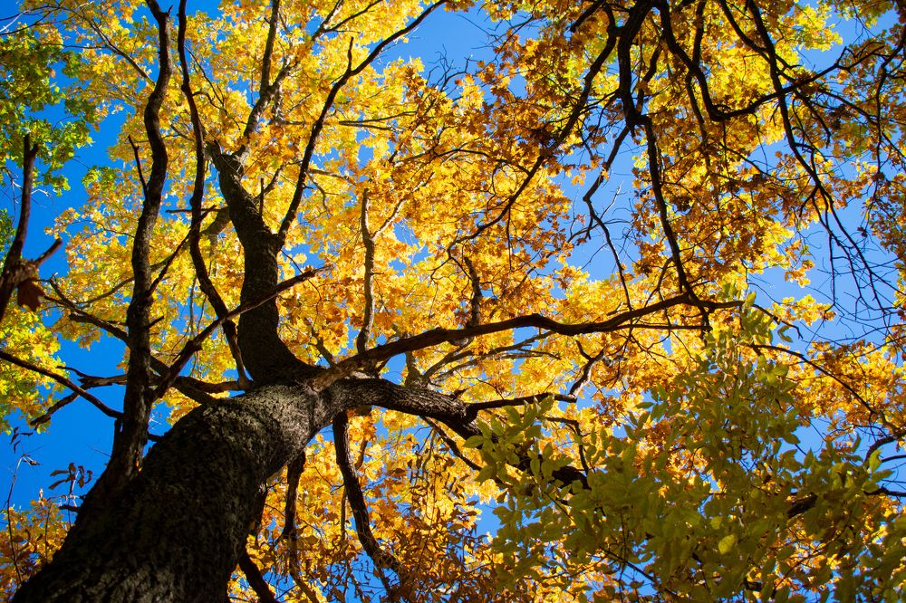 Дуб осенью.