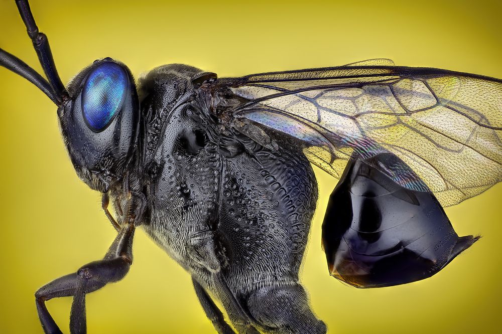 Evania Appendigaster