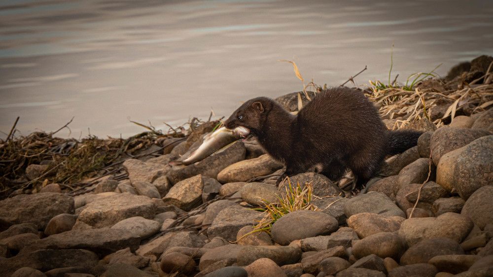 Photograph by Игорь Иванов