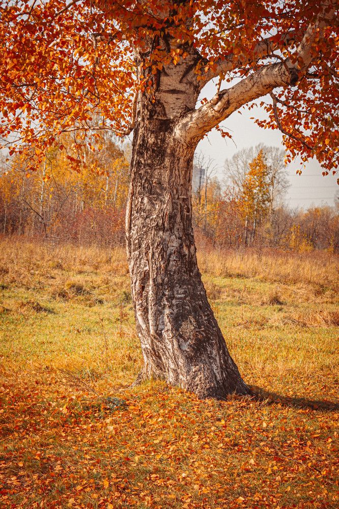 Photograph by Александр Жариков