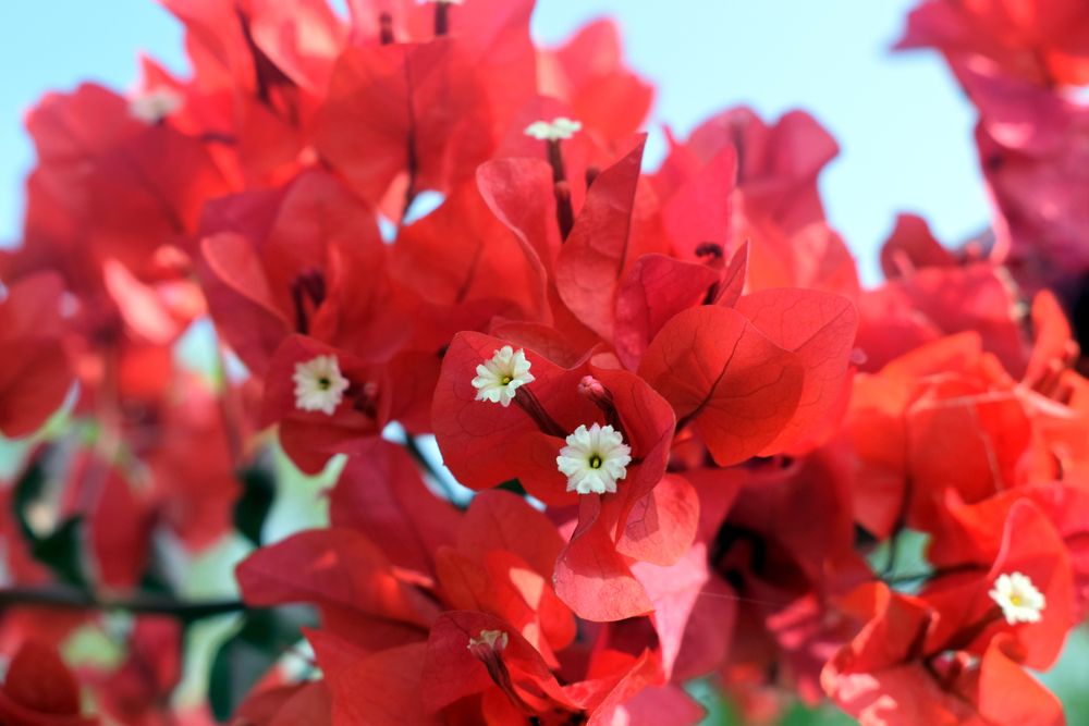 Photograph by s s subrahmanyam