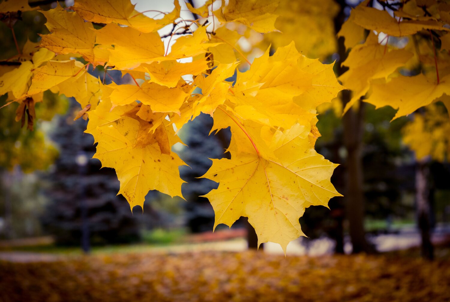 Photo #8190684