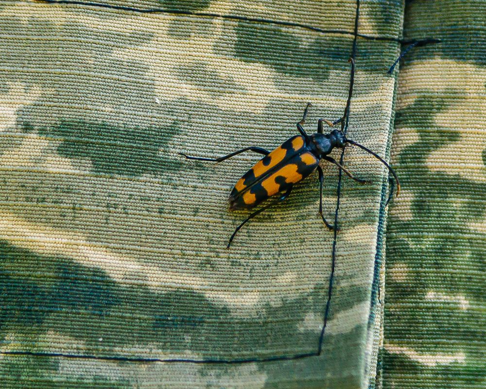 Жук путешественник