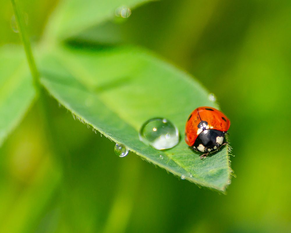 Божья коровка