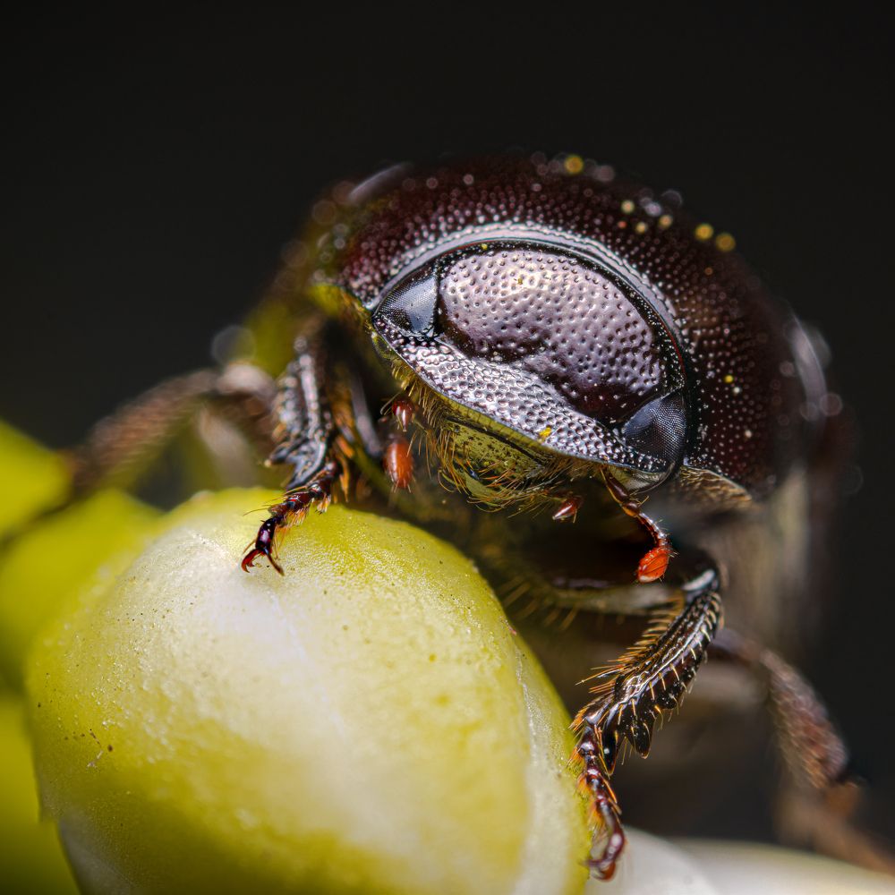 African Black Beetle Closeup