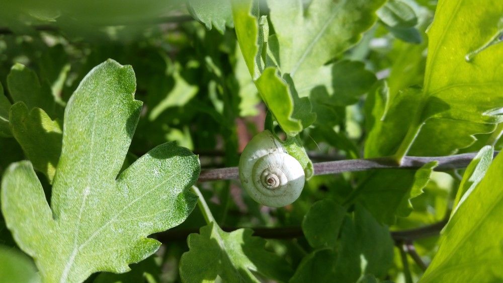 Photograph by Tigran