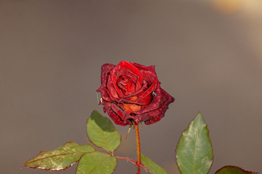 Photograph by Алфия Бугакова