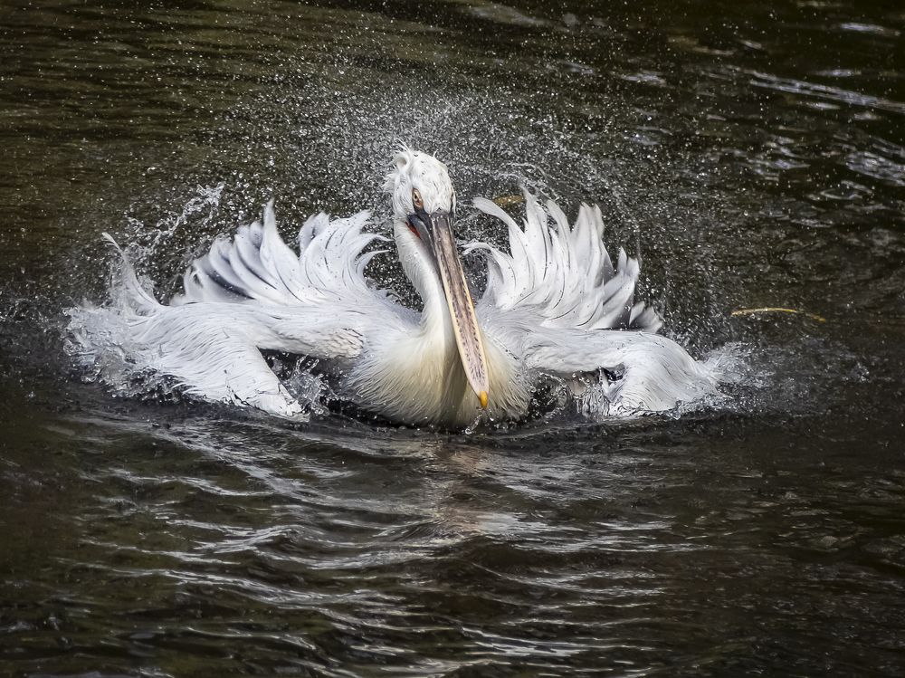 Хризантема