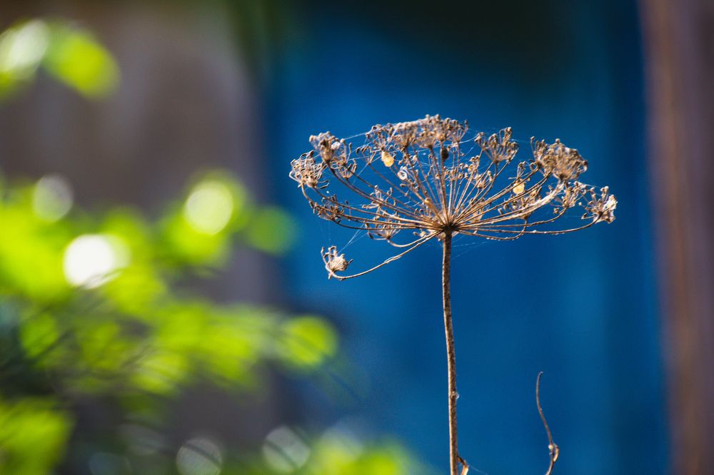 Фотография автора OXANA MARSOVA