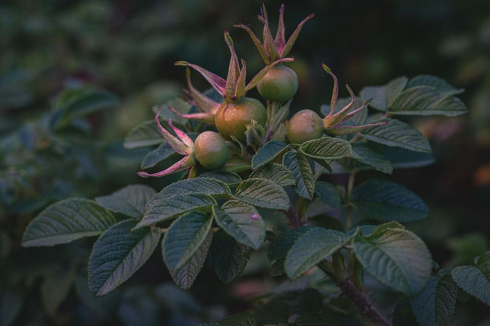 Photograph by Сергей Балашов