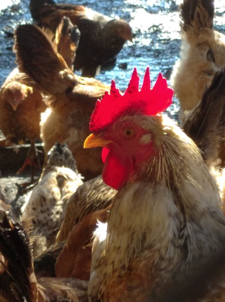 Photograph by Елена Коробченко