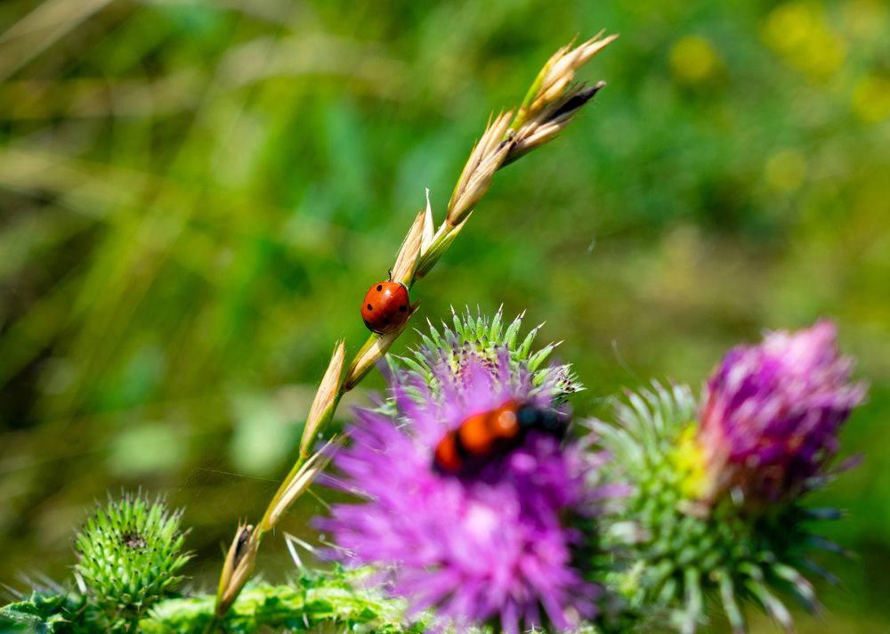 Photograph by Владимир Рогулькин