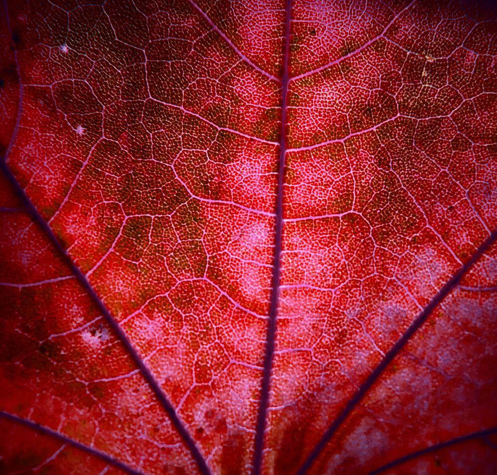 Photograph by Мьюз Ксения