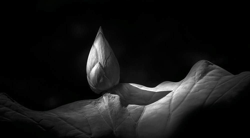 Photograph by Boon Leng Chin