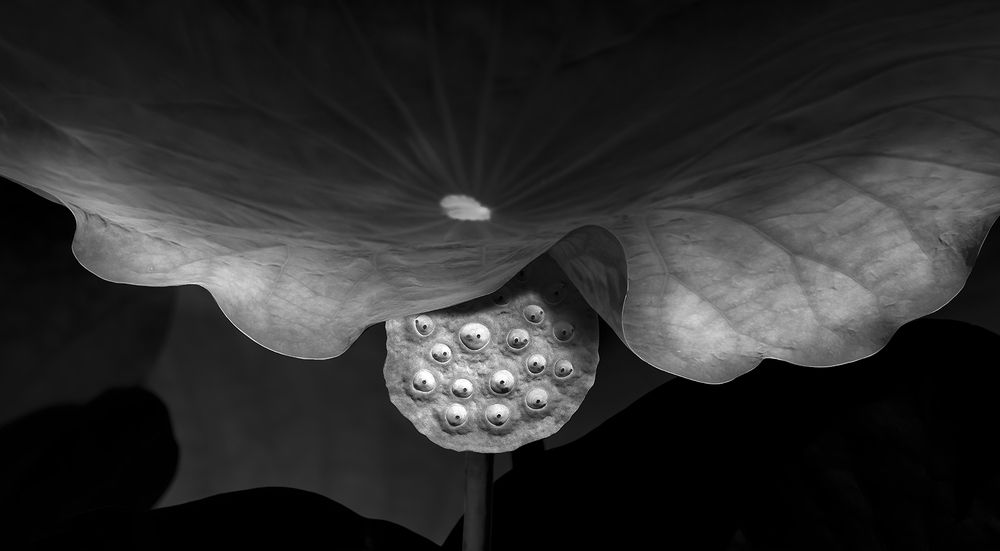 Photograph by Boon Leng Chin