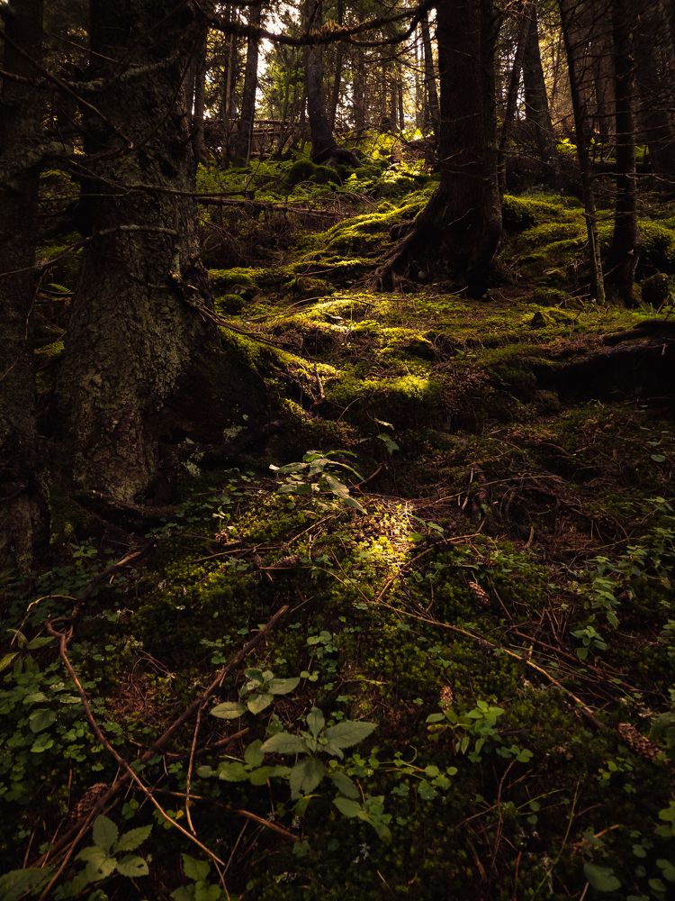 Light making it's way