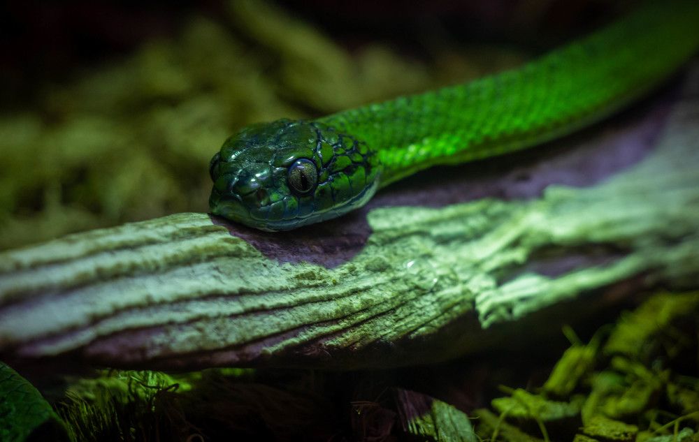 Photograph by Диана Бородзе