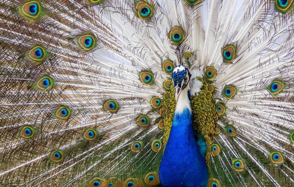 Photograph by Диана Бородзе