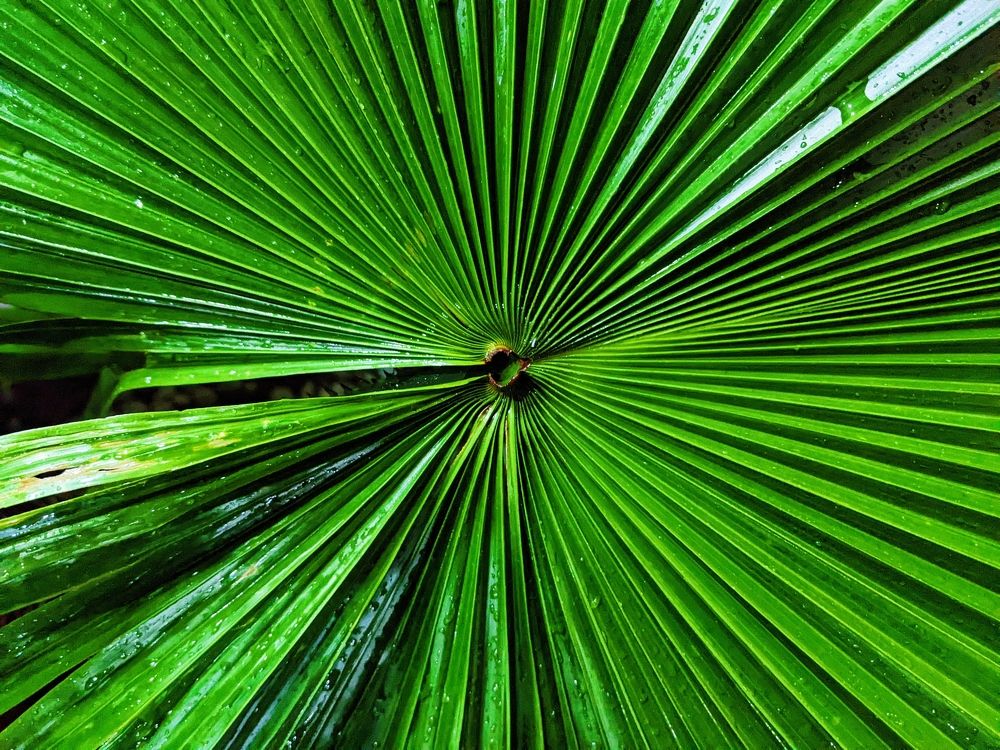 Green leaf