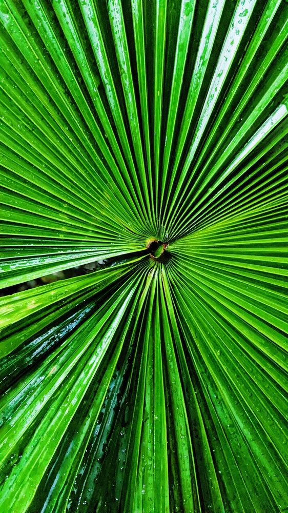 Green leaf