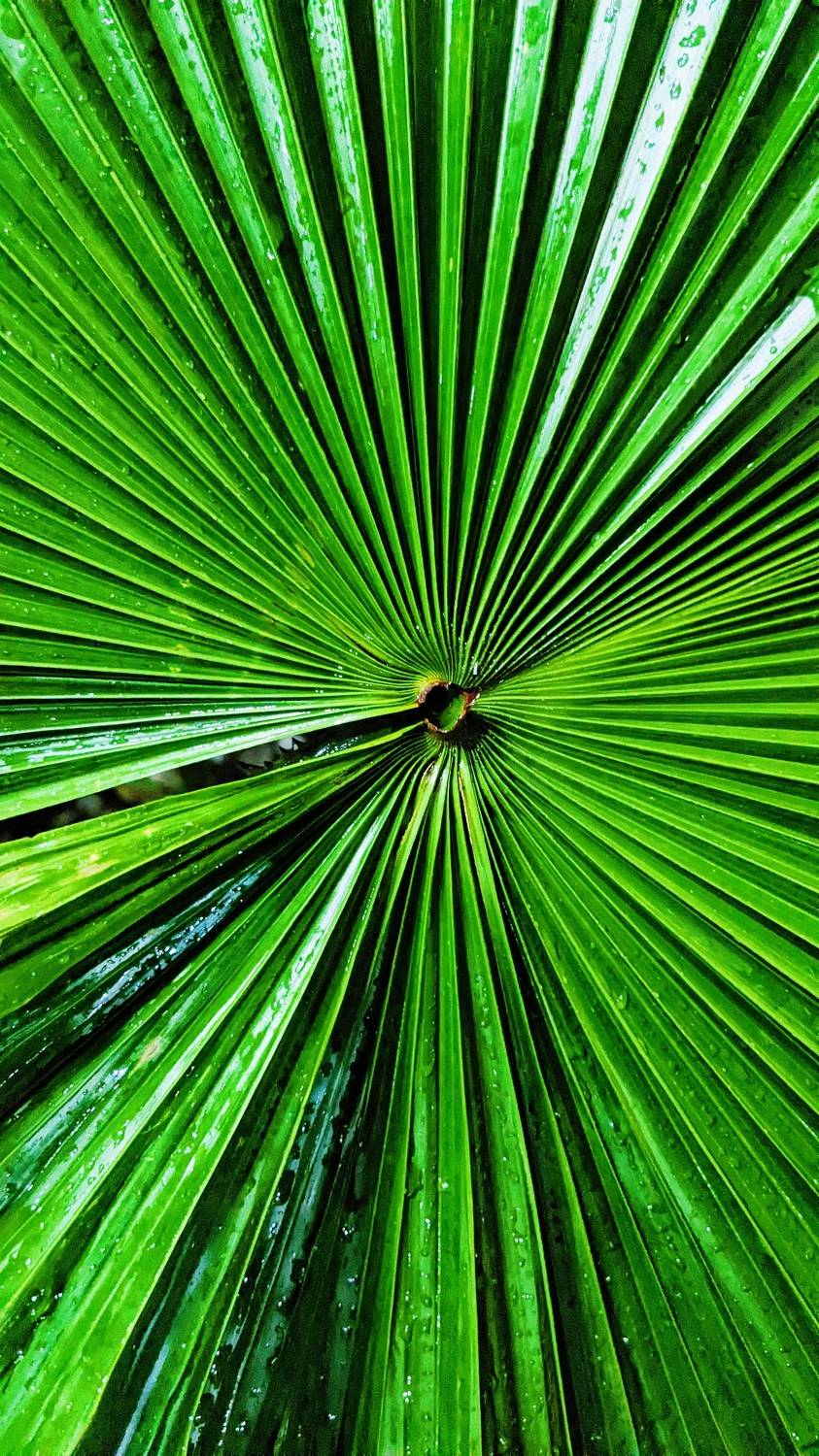 Green leaf