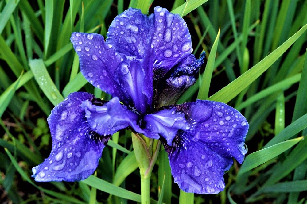 Iris
