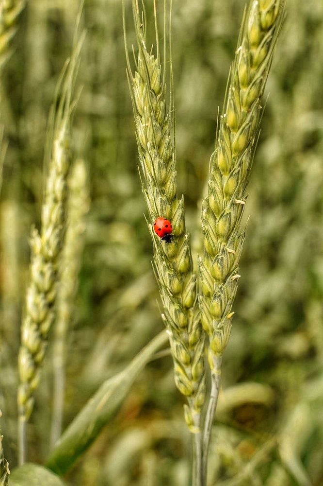 Photograph by Татьяна Абабкова