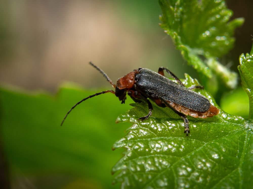 Photograph by Маргарита Ивкова
