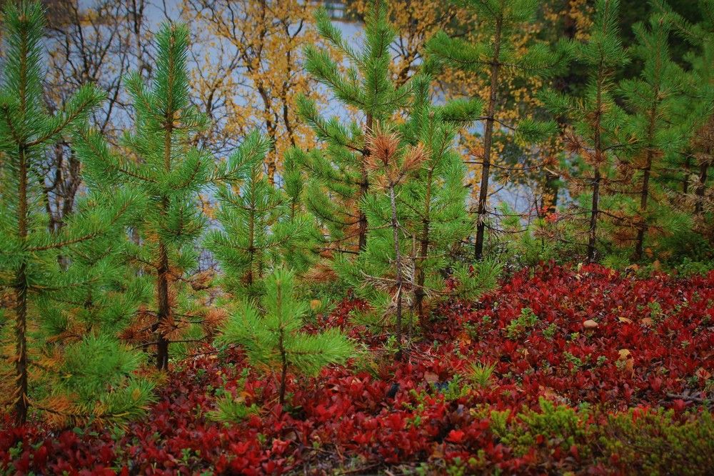 Фотография автора светлана терехова
