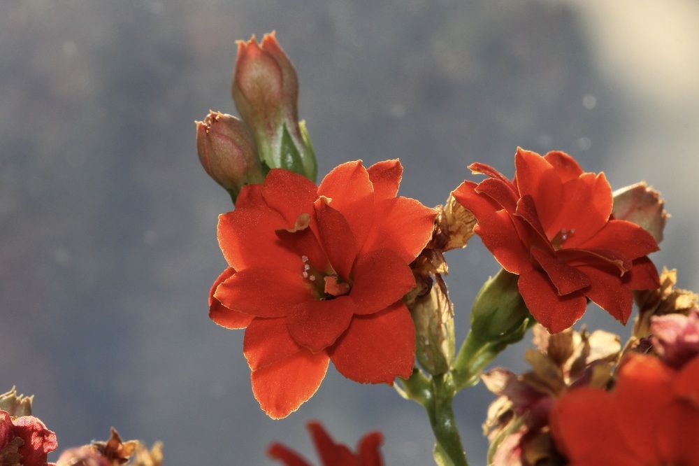 Photograph by Леунина Людмила