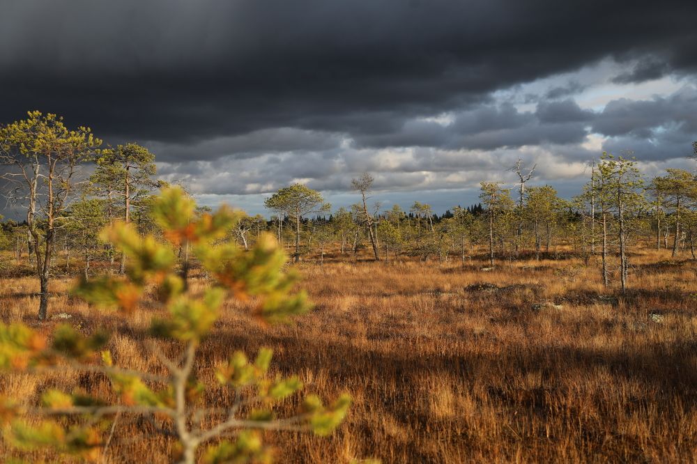 Фотография автора Андрей Шувалов