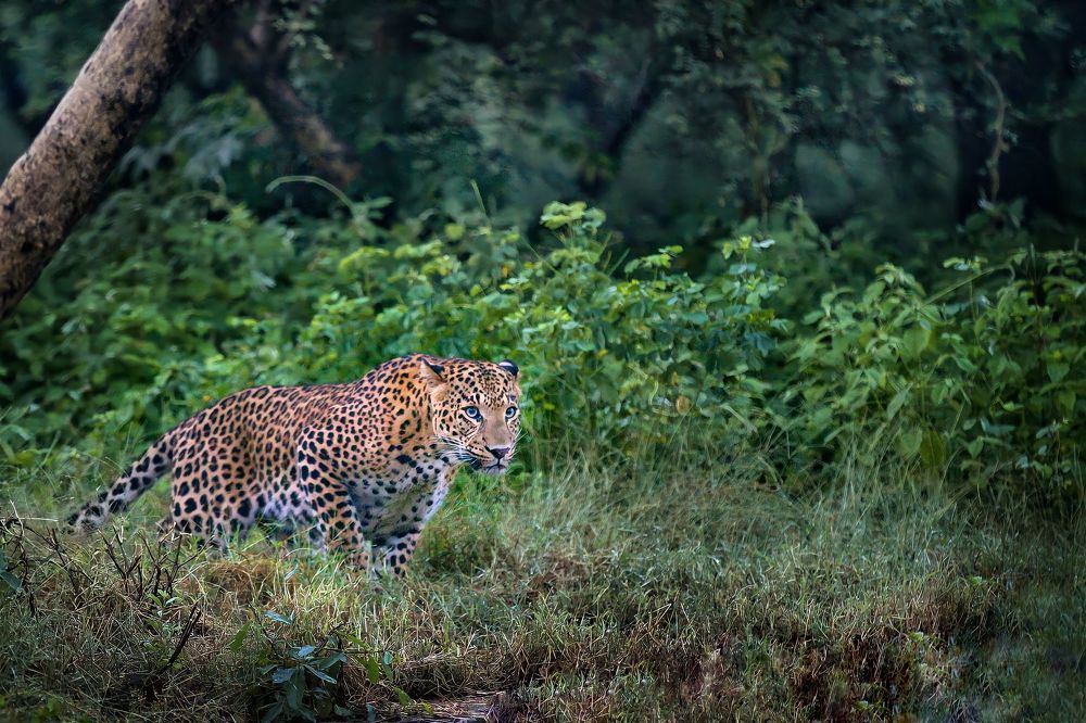 Photograph by Sathyan KM