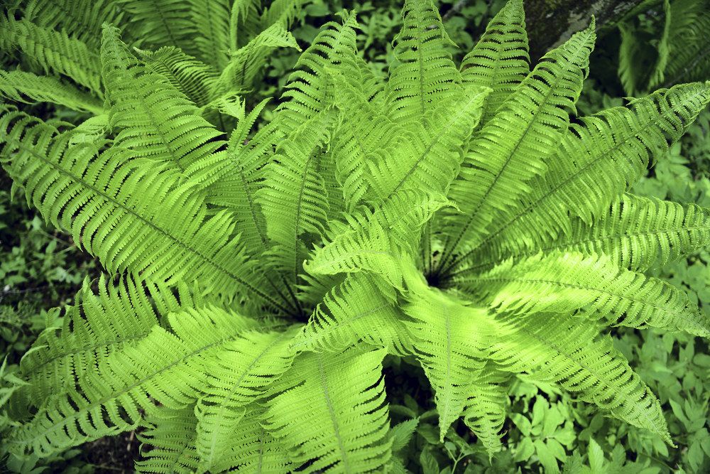 Узоры папоротника